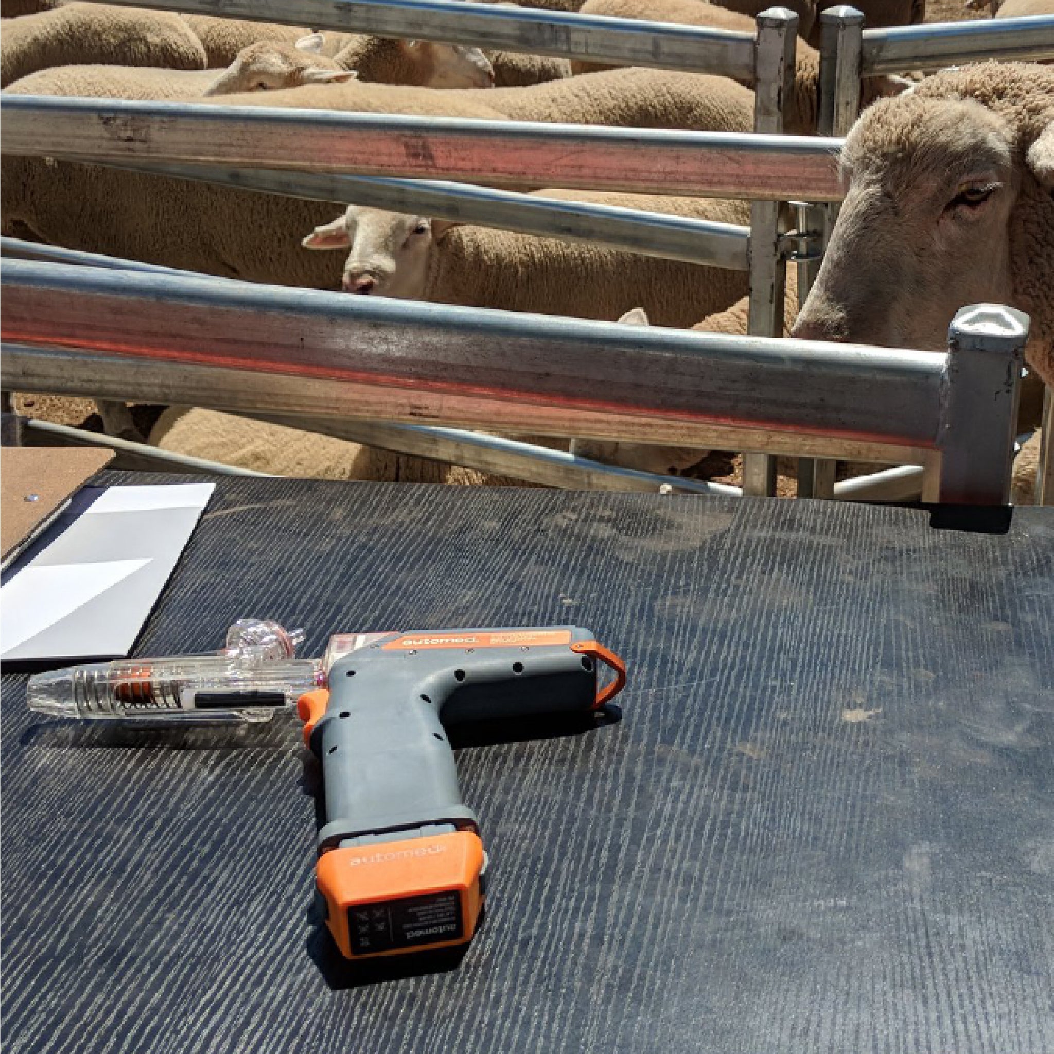 Automed Livestock Medication Delivery Device Efficient & Ergonomic